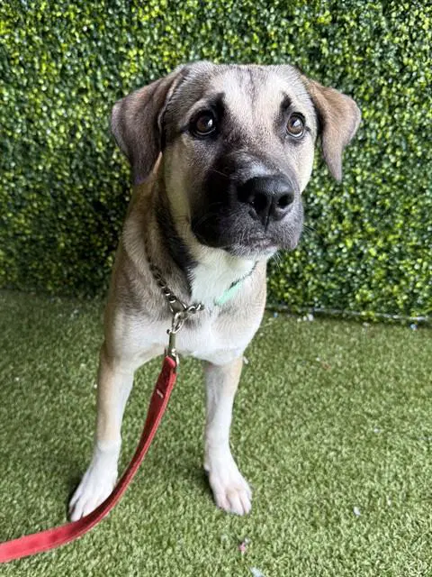 Kirby - Black Mouth Cur