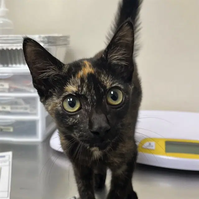 Unknown - Domestic Short Hair