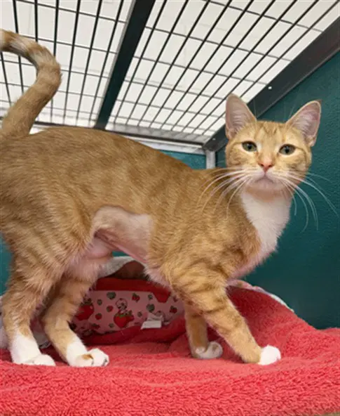 Betty - Domestic Short Hair