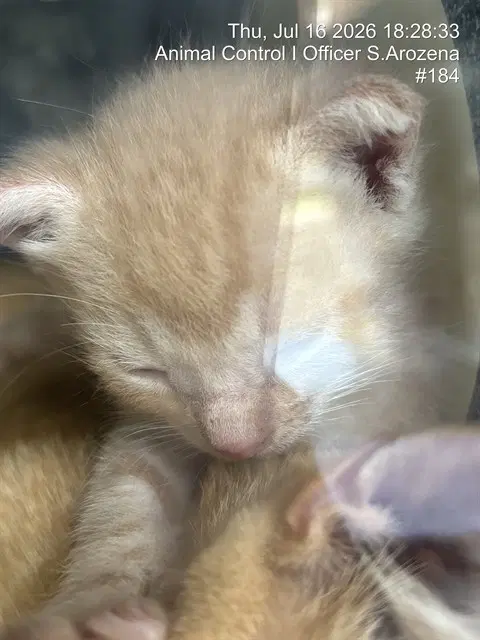 Tibby image 1