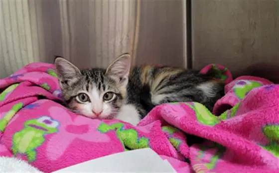 Callie image 1