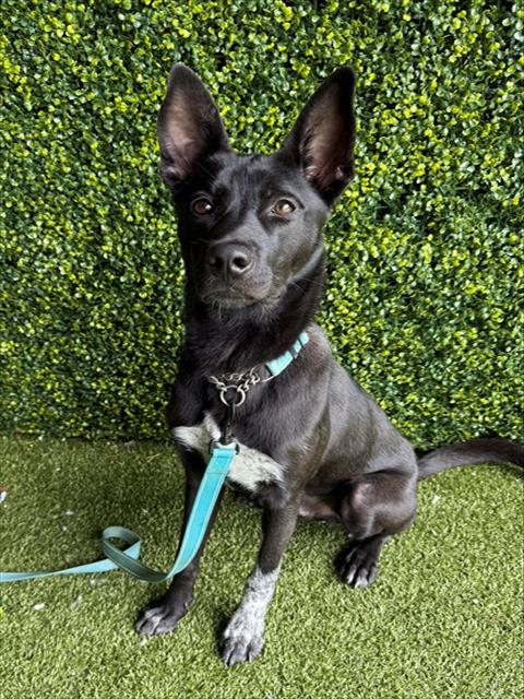 SONIC, a dog for adoption from Collier County Domestic Animal Services