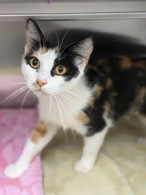 Amber - Domestic Short Hair