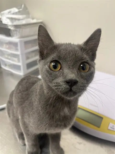 Unknown - Domestic Short Hair