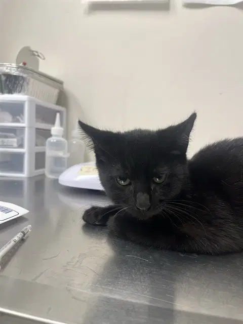 Unknown - Domestic Short Hair