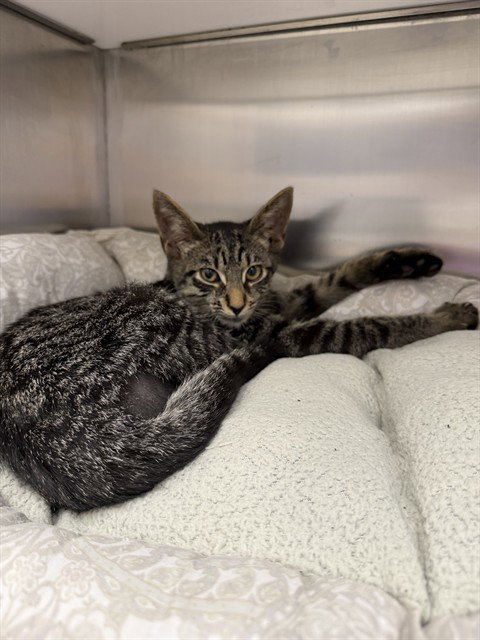 PACO TACO, a cat for adoption from Collier County Domestic Animal Services