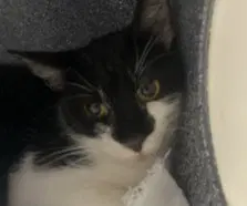 Unknown - Domestic Short Hair