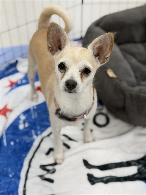 Coco