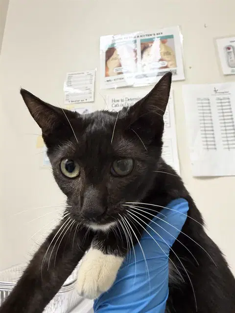 Unknown - Domestic Short Hair