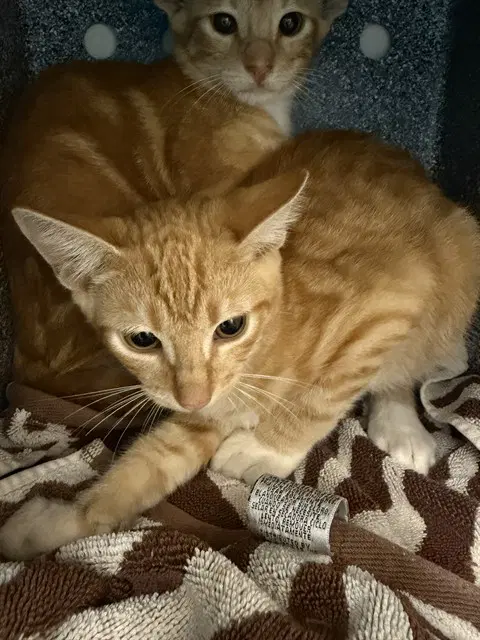 Unknown - Domestic Short Hair