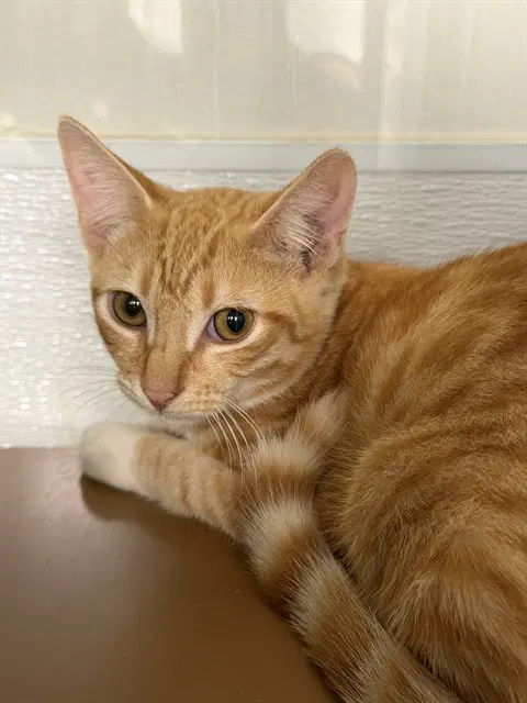 Thunder - Domestic Short Hair