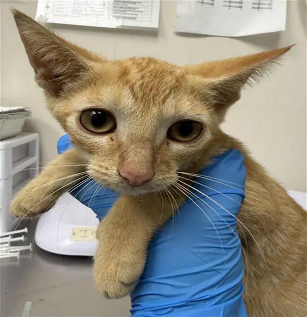 Unknown - Domestic Short Hair