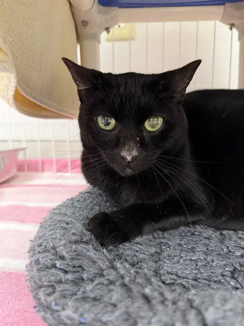Delaney - Domestic Short Hair