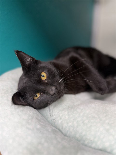 RAVEN, a cat for adoption from Collier County Domestic Animal Services