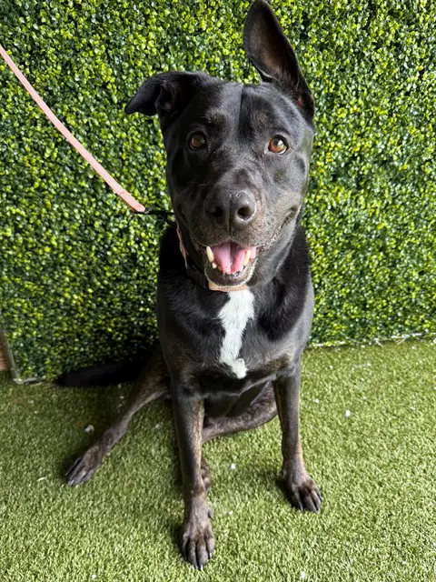 Nixon - Labrador Retriever
