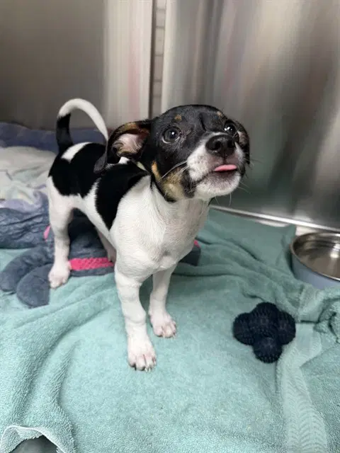 Unknown - Rat Terrier