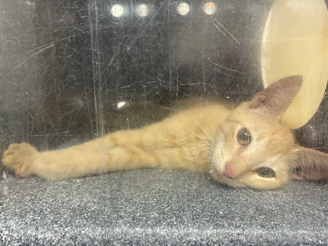 Bambino