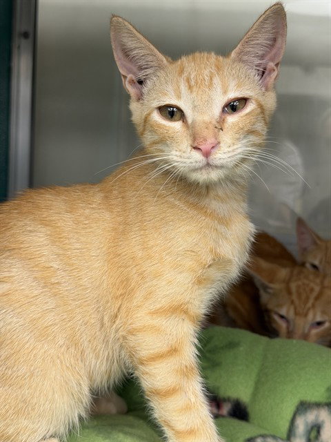 BAMBINO, a cat for adoption from Collier County Domestic Animal Services
