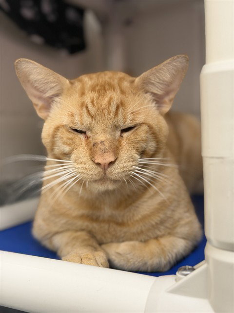 picture of the cat needing adoption