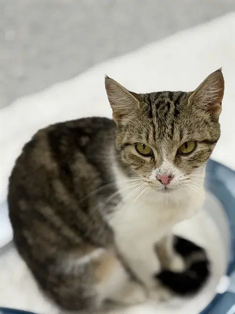 Bea - Domestic Short Hair