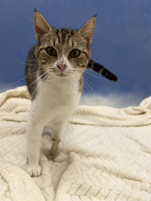 BEA, a cat for adoption from Collier County Domestic Animal Services