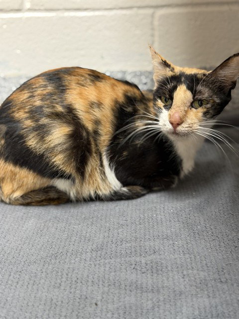 EILEEN, a cat for adoption from Collier County Domestic Animal Services