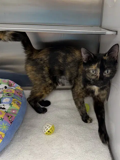 Kya - Domestic Short Hair