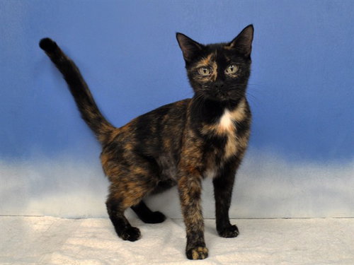 KYA, a cat for adoption from Collier County Domestic Animal Services