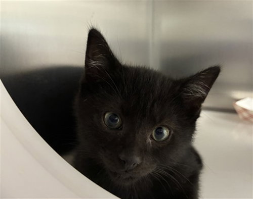 picture of the cat needing adoption