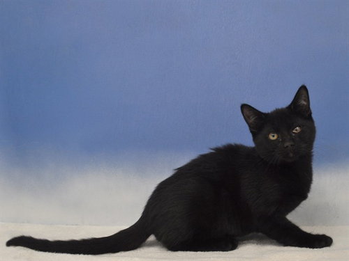 SEAL, a cat for adoption from Collier County Domestic Animal Services