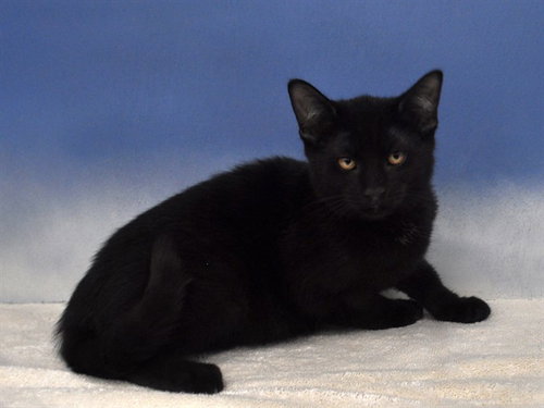 SEA LION, a cat for adoption from Collier County Domestic Animal Services