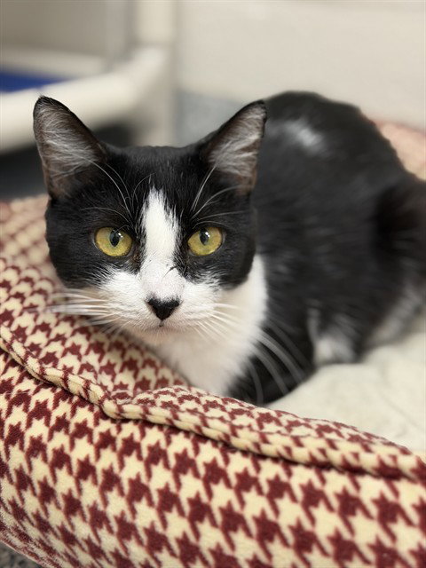 BELLA, a cat for adoption from Collier County Domestic Animal Services