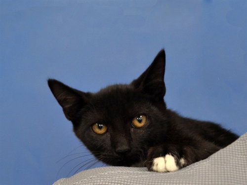 STACEY, a cat for adoption from Collier County Domestic Animal Services