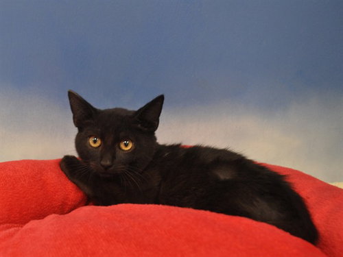 PETER, a cat for adoption from Collier County Domestic Animal Services