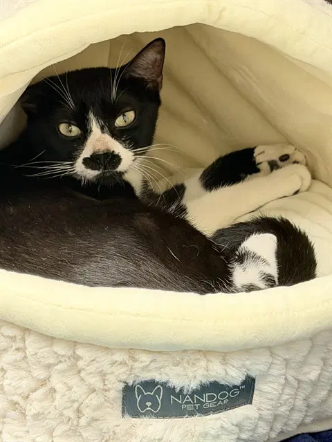 Jazz - Domestic Short Hair