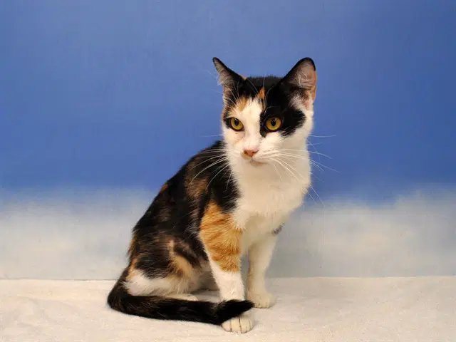 Amber - Domestic Short Hair