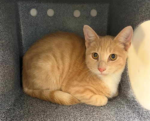 PHO, a cat for adoption from Collier County Domestic Animal Services