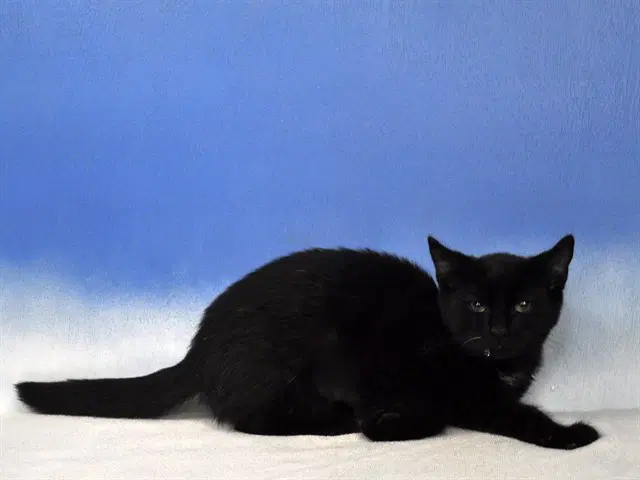 Shyla image 1
