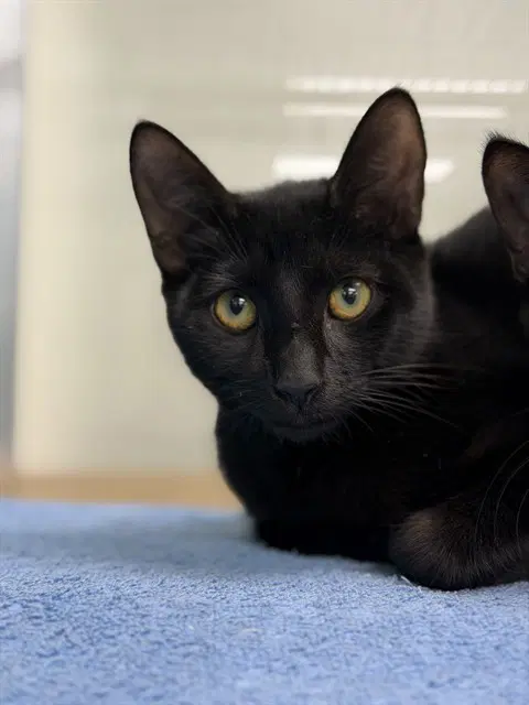 Unknown - Domestic Short Hair