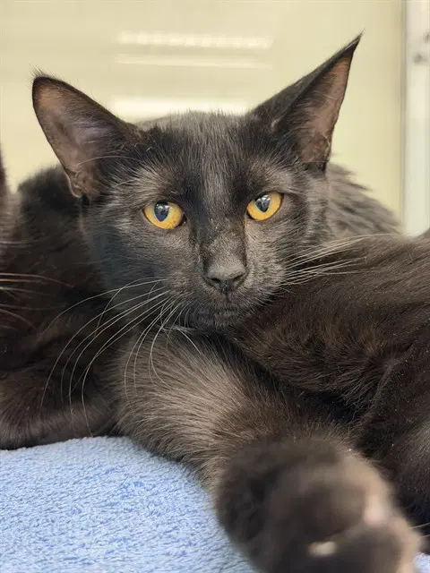 Unknown - Domestic Short Hair