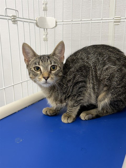 CLOVER, a cat for adoption from Collier County Domestic Animal Services