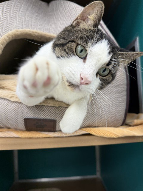 WHOPPER, a cat for adoption from Collier County Domestic Animal Services