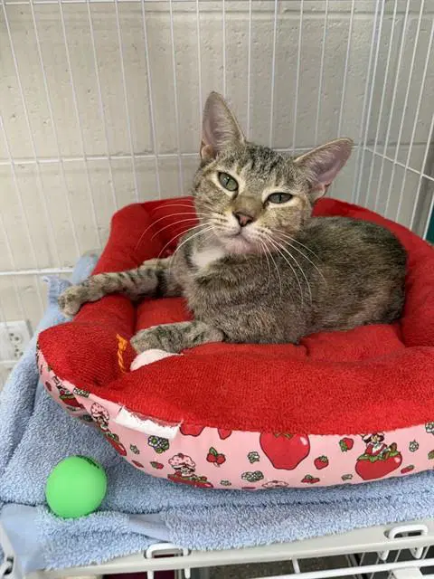 Unknown - Domestic Short Hair