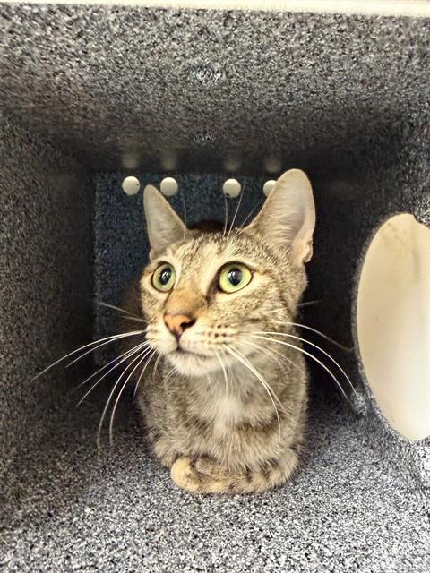 SELENE, a cat for adoption from Collier County Domestic Animal Services