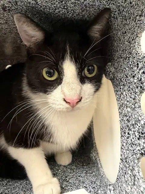 Scratch - Domestic Short Hair