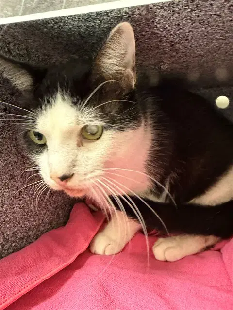 Patch - Domestic Short Hair