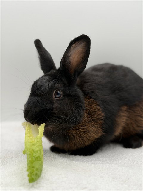 LITTLE BEAR, a rabbit for adoption from Collier County Domestic Animal Services