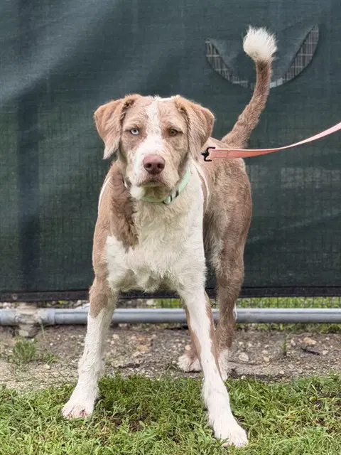 Karl - Labrador Retriever