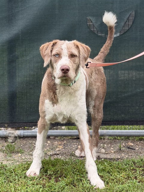 picture of the dog needing adoption