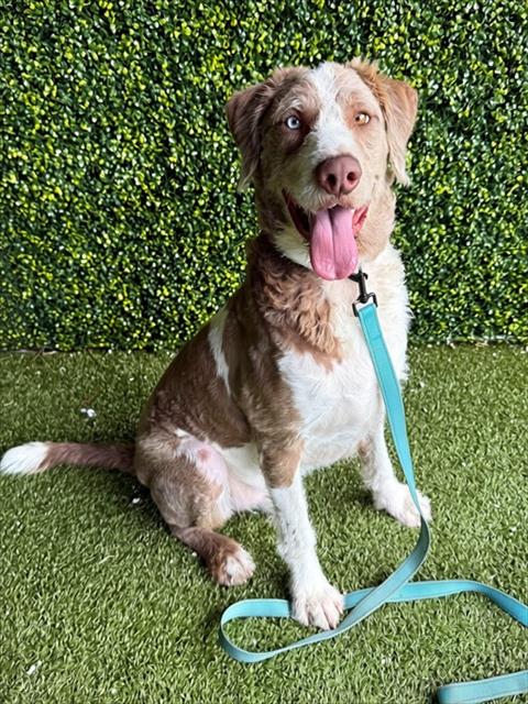 KARL, a dog for adoption from Collier County Domestic Animal Services